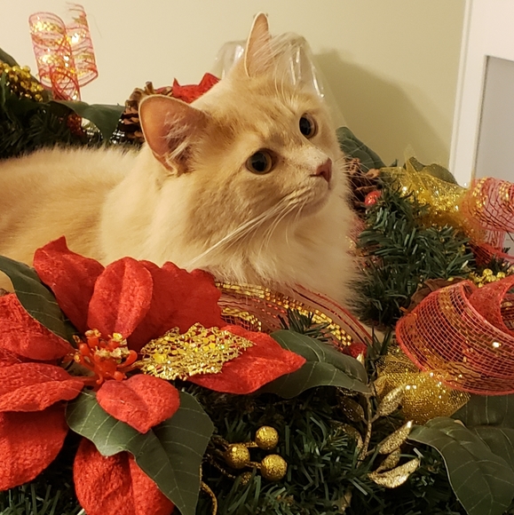 RESCUE KENTUCKY - Picture 12 of 17